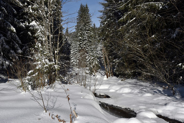 Winter mountain forest landscpae