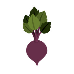 silhouette colorful with beet vegetable vector illustration