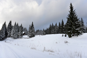 Winter mountain forest landscpae