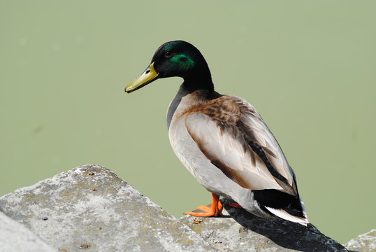 papera
