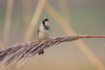 The Sparrow in Morning