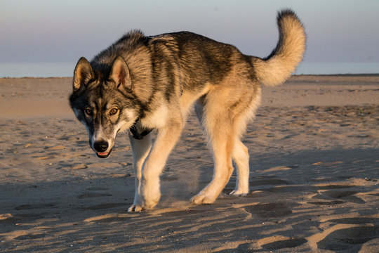 Wolf in the desert