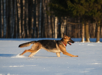 Fototapeta na wymiar young german shepherd enjoying snow