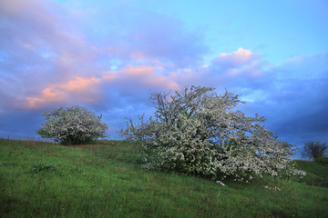 blossoming apple tree on the river bank