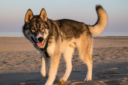 Dog at the sea | Siberian Husky