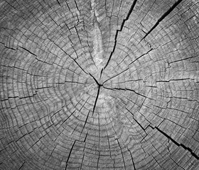 Wood texture. Lining boards wall. Wooden background. pattern. Showing growth rings