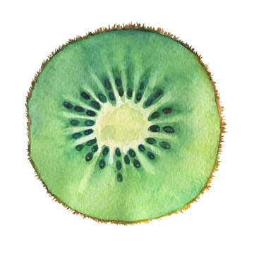 Slice of fresh kiwi fruit. Hand drawn watercolor painting on white background.