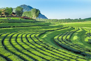 Tea plantation