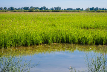 Rizières bio de Camargue.