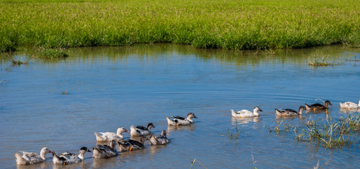 Canards mulard désherbant des rizières bio.