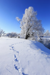winter landscape