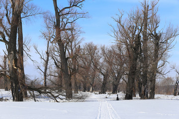 oak trees in winter