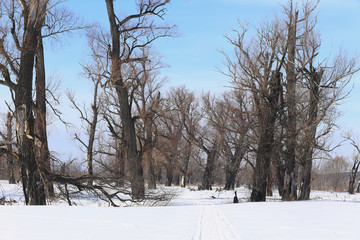 oak trees in winter