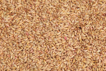 selected grain