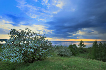Fototapeta na wymiar blossoming apple tree on the river bank