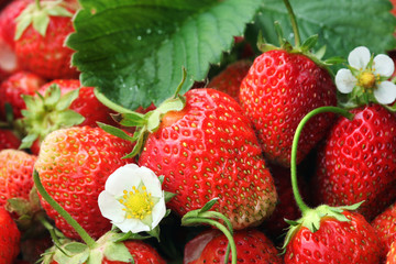 crop of strawberries