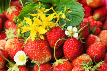 Strawberry and tutsan