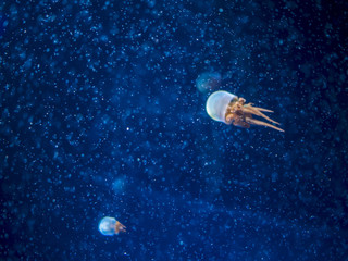 幻想的なくらげ