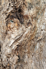 texture of an old tree