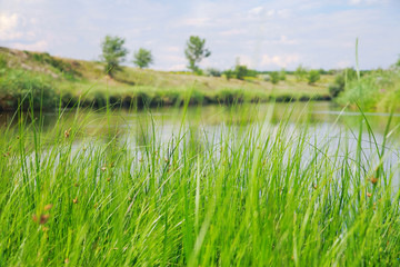 Obraz premium Reeds at the pond