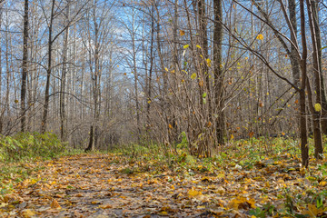 fallen yellow leaves on a path in the autumn forest