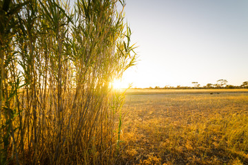 Sunrise in the morning at the Hyden farm ,Western Australia.