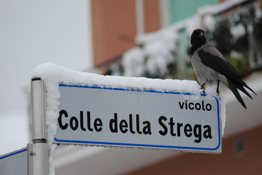 corvo