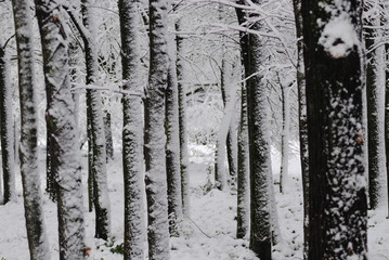 Fototapeta premium neve