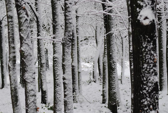 neve