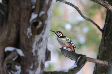 オオアカゲラ,鳥綱キツツキ目キツツキ科アカゲラ属