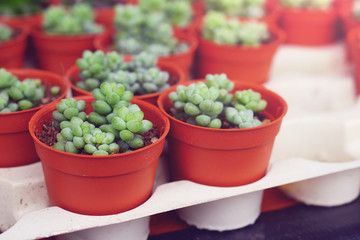 Cactus plant growing in flowerpot.