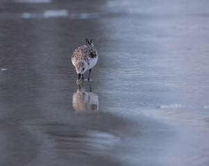 Sanderling