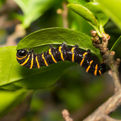 Caterpillar upside down in leaf, macro photography, blurred background, selective focus