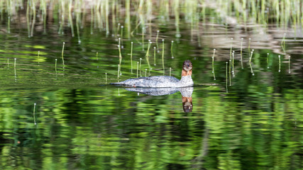 Common Merganser Hen Swimming in a Pond