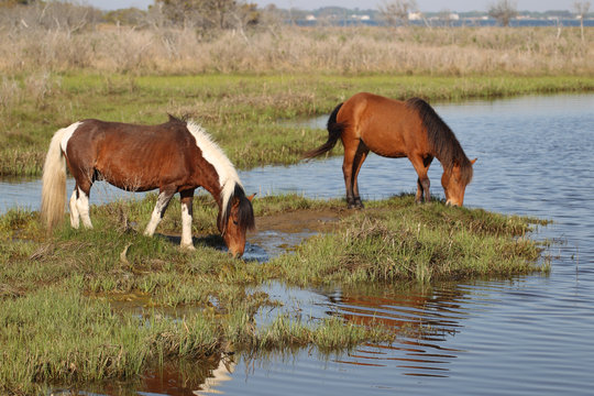 Wild paint pony crossing water on the Assateague Island National Seashore