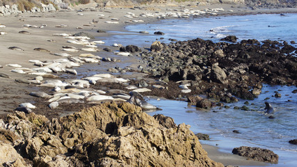 SAN SIMEON, UNITED STATES - OCTOBER 7th, 2014: Elephant Seal Vista Point at Highway No. 1 or Pacific Coast Hwy
