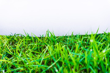 Green natural grass with white paper for put text