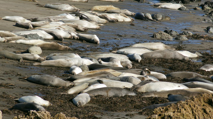 SAN SIMEON, UNITED STATES - OCTOBER 7th, 2014: Elephant Seal Vista Point at Highway No. 1 or Pacific Coast Hwy