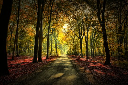 Fototapeta Sunrays of light in autumn forest with path and trees with colourful leaves.