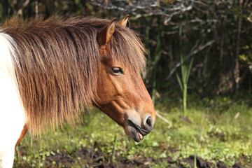 Obraz na płótnie Canvas Wild pony on the Assateague Island National Seashore