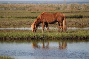 Wild pony on the Assateague Island National Seashore