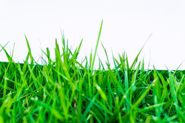 Green natural grass with white paper for put text