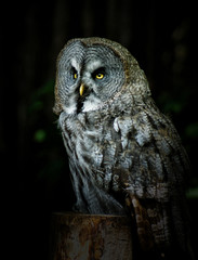 Beautiful Owl Portrait