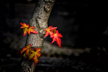 Maple leaves