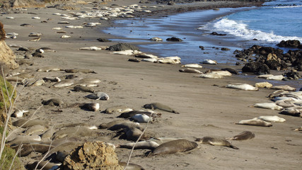 SAN SIMEON, UNITED STATES - OCTOBER 7th, 2014: Elephant Seal Vista Point at Highway No. 1 or Pacific Coast Hwy