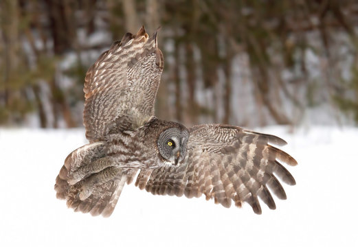Great grey owl (Strix nebulosa) hunting over a snow covered field in Canada