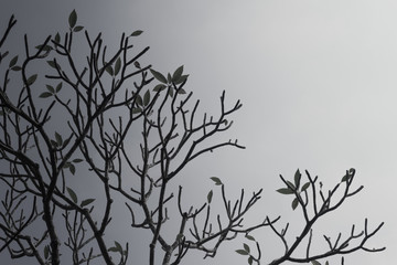 Branches of Plumeria (frangipani) tree on sky background in grey