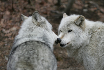 North American Gray Wolf