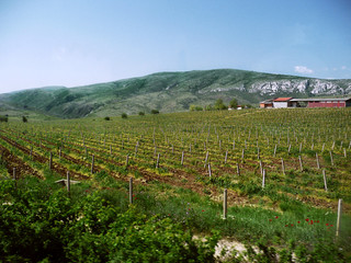Fototapeta na wymiar Winnica w regionie Olimpii (Grecja)