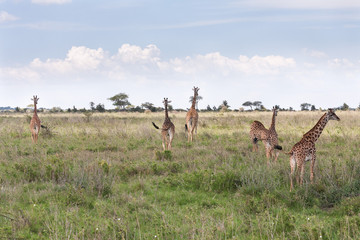 Six Giraffes (Giraffa camelopardalis) run away in savanna against acacia tree and cloudy sky...